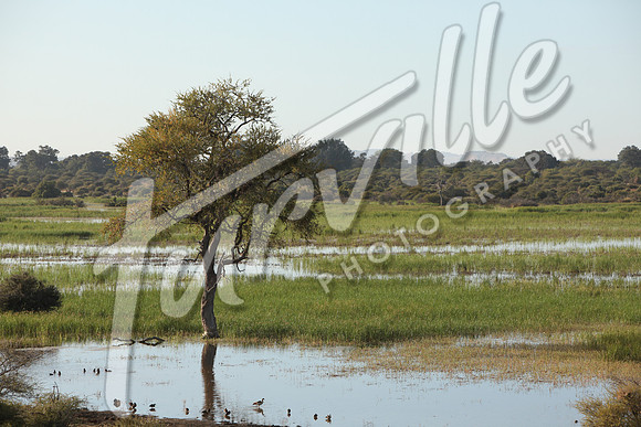 TdT2010-SL_0372