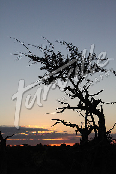 TdT2010-SL_0215